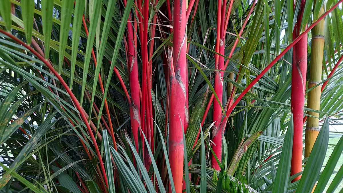 Close up,Photo,Of,The,Stems,Of,The,Red,Palm,Or
