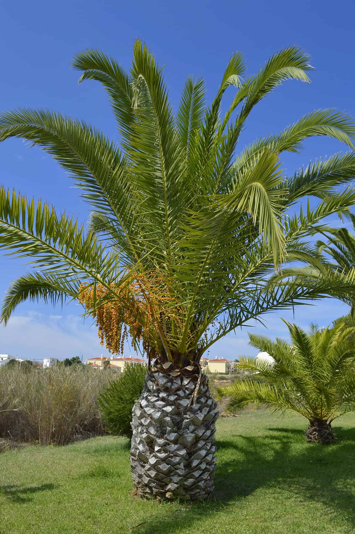 Sago Palm (Cycas revoluta)
