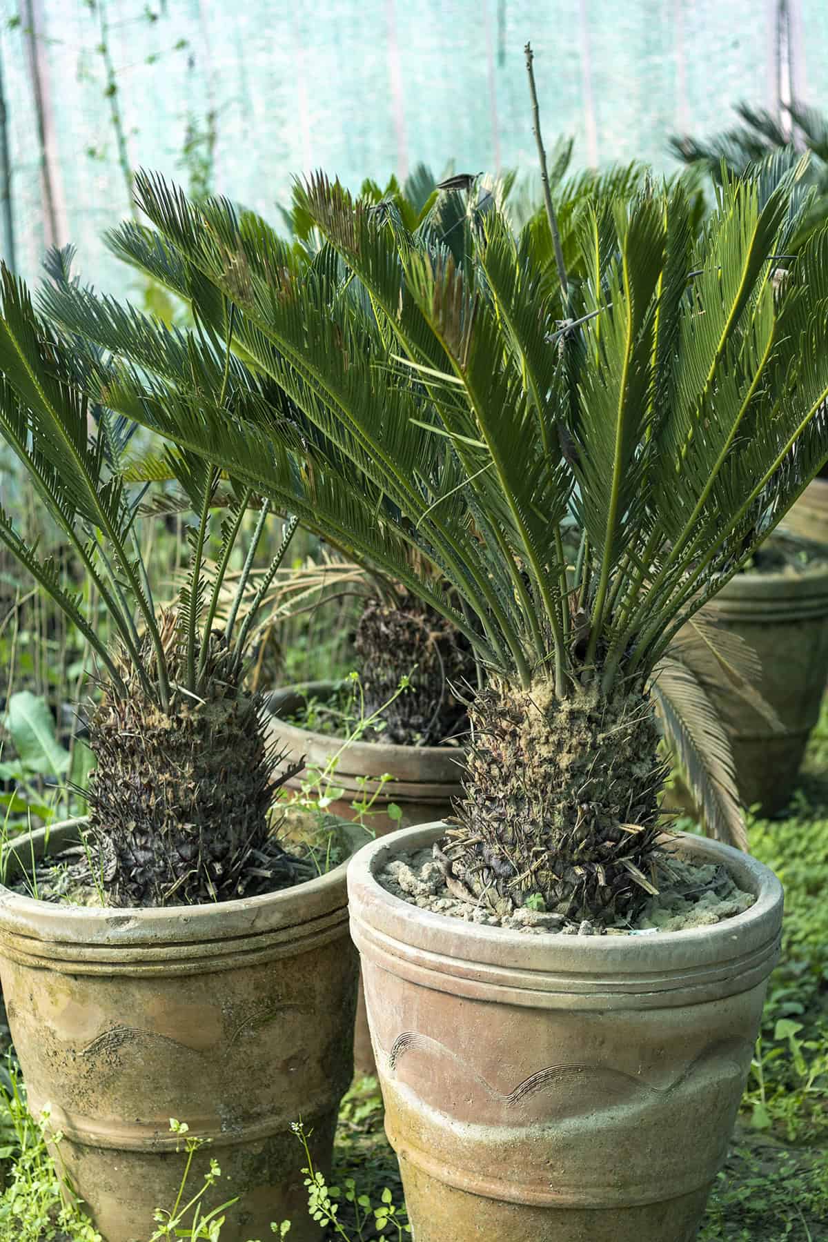Sago Palm (Cycas revoluta)