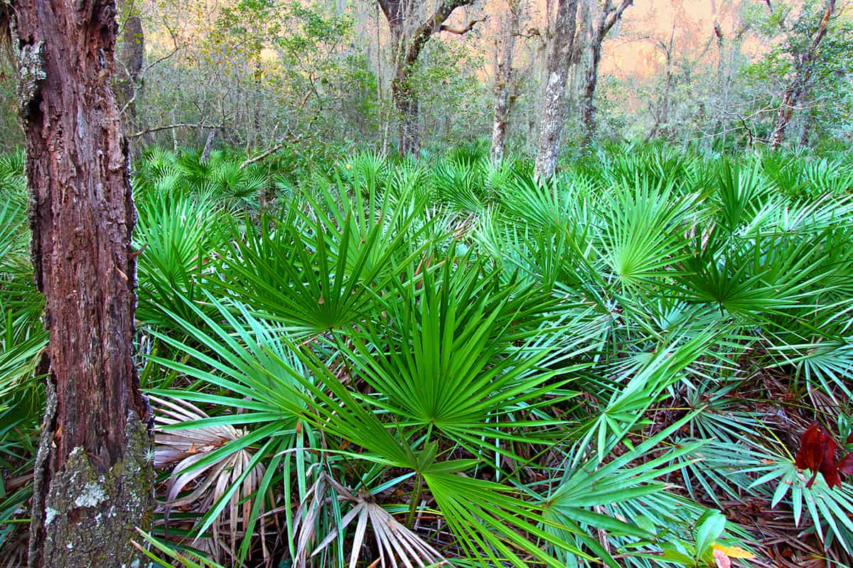 Saw Palmetto