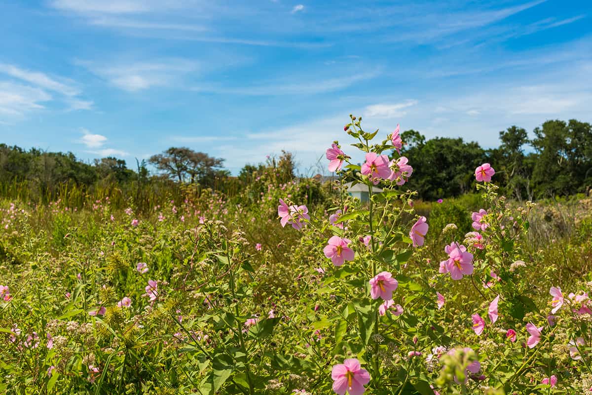 Seashore Mallow