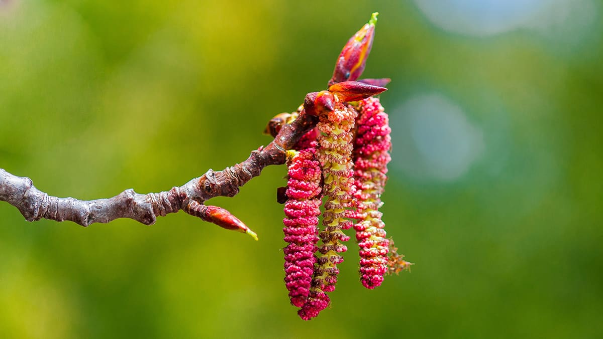 Shrubs for Wet Clay Soil