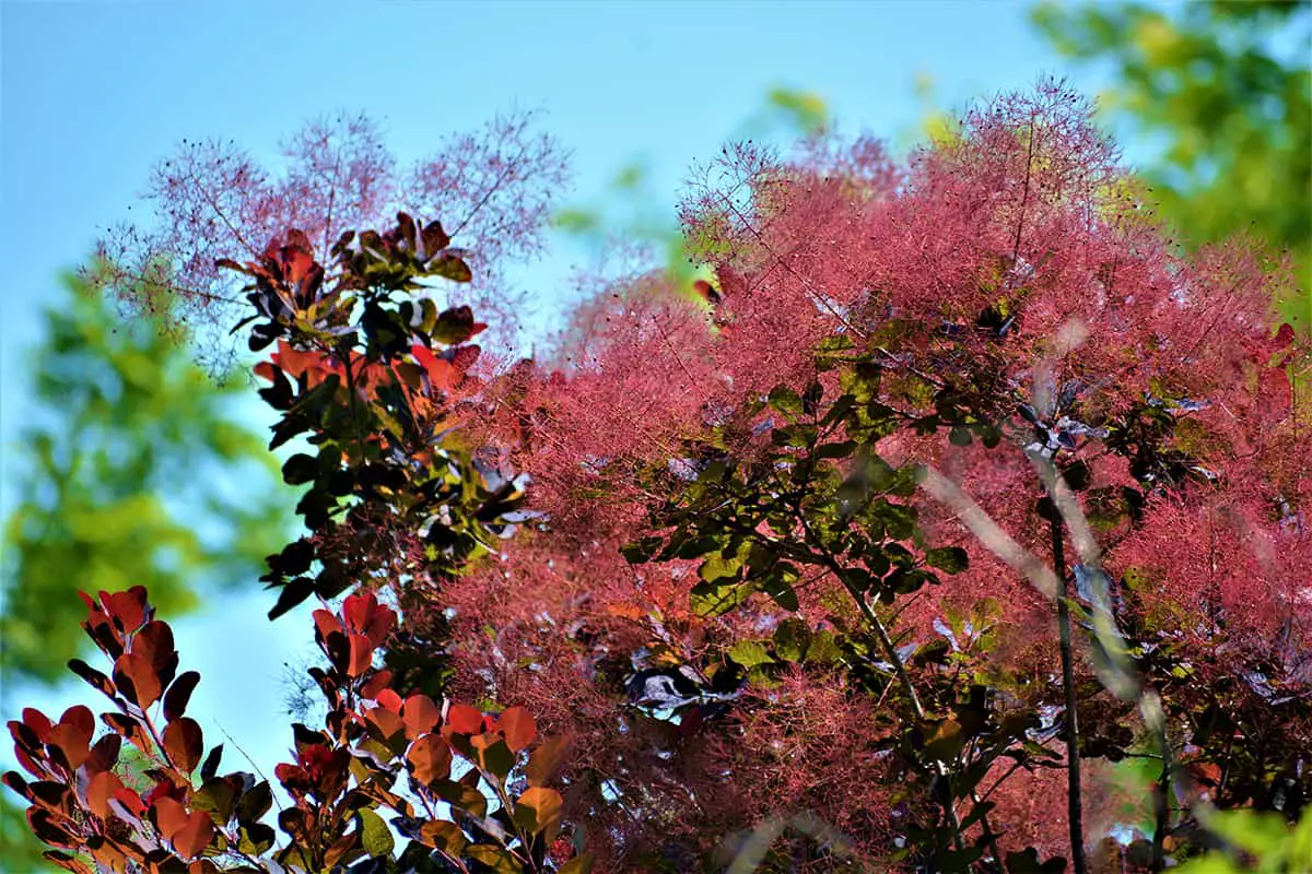 Shrubs with Red Leaves All Year