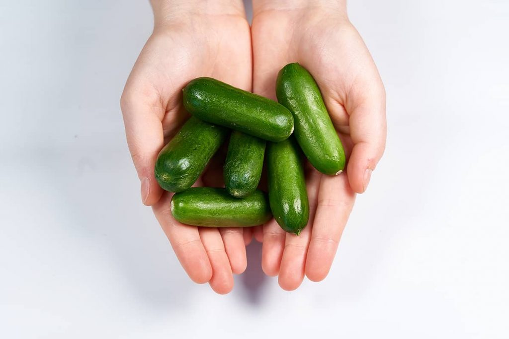 What Size Grow Bag for Cucumbers? Plantglossary