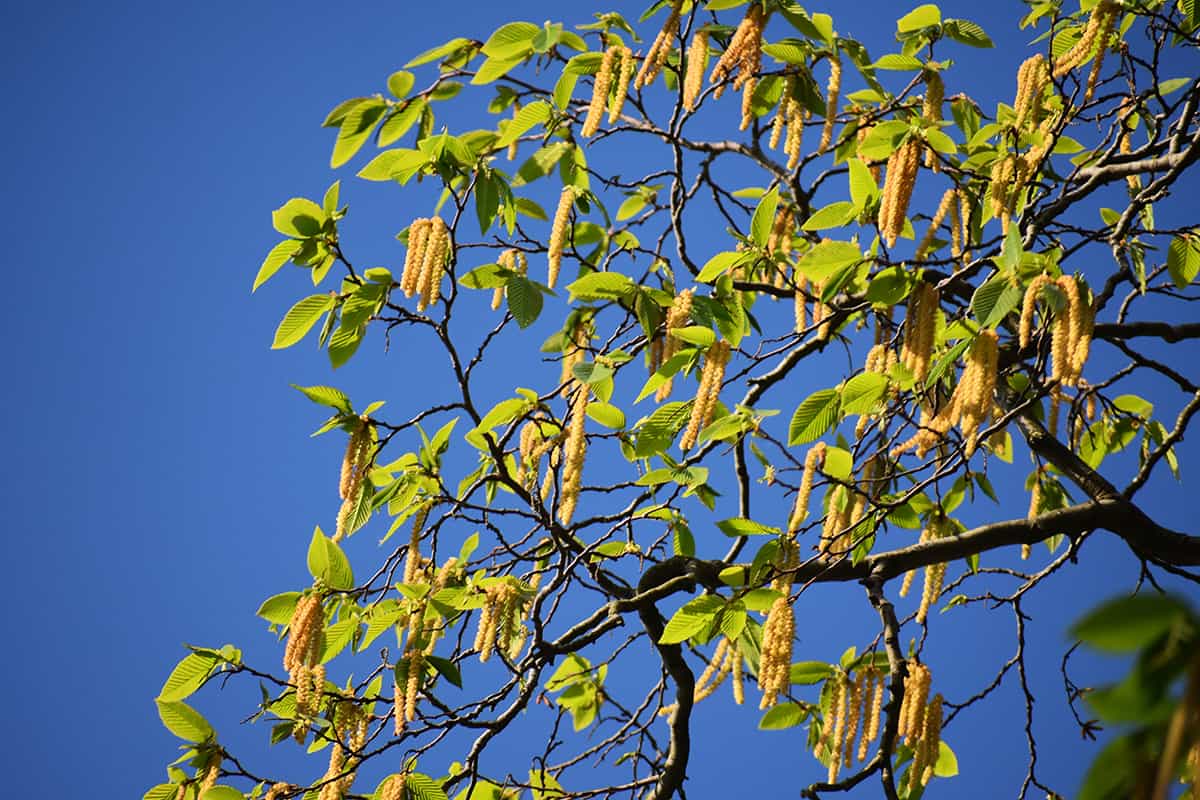 Smooth Alder