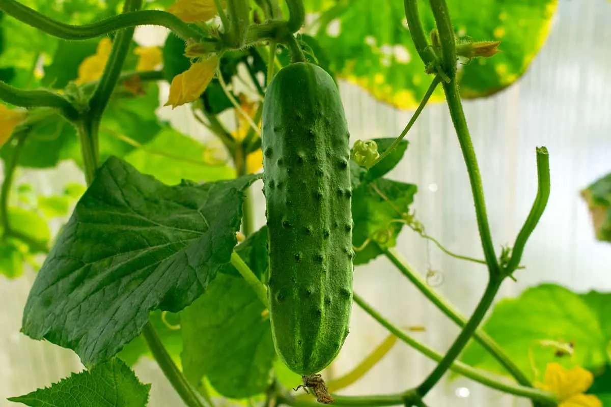 Spacemaster cucumbers