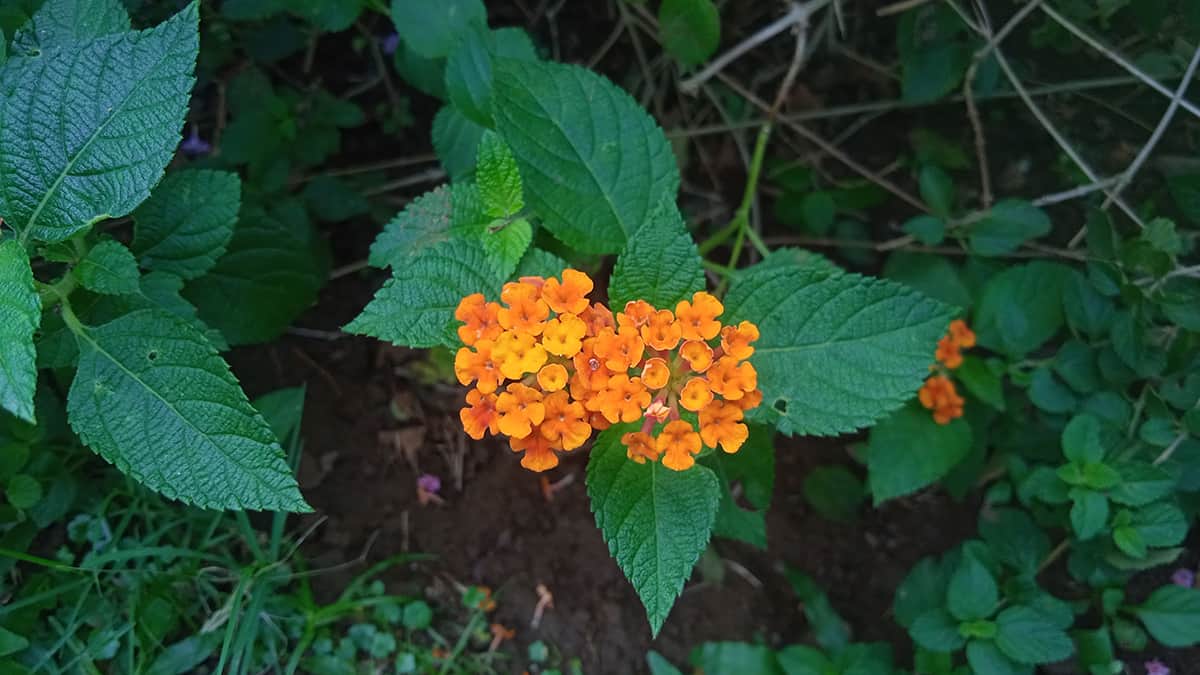 Texas Lantana