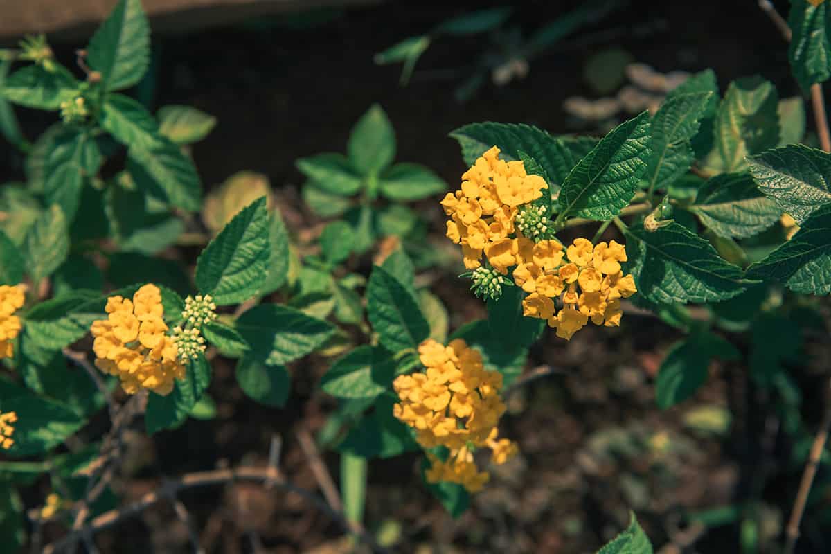 Texas Lantana