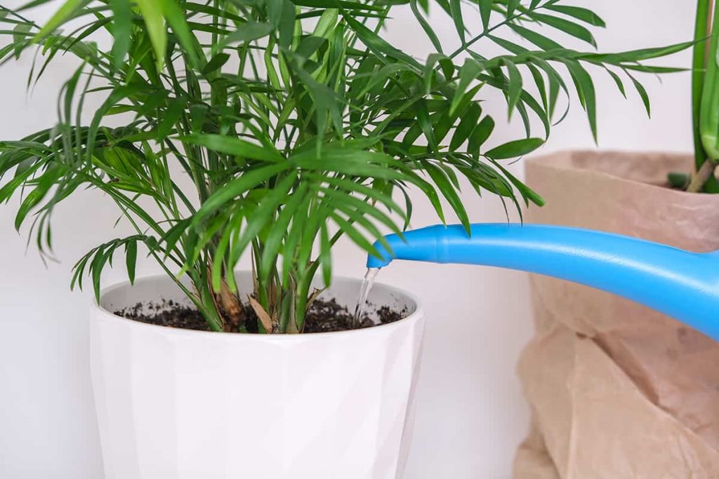 How Often Do You Water an Indoor Palm Plant? Plantglossary