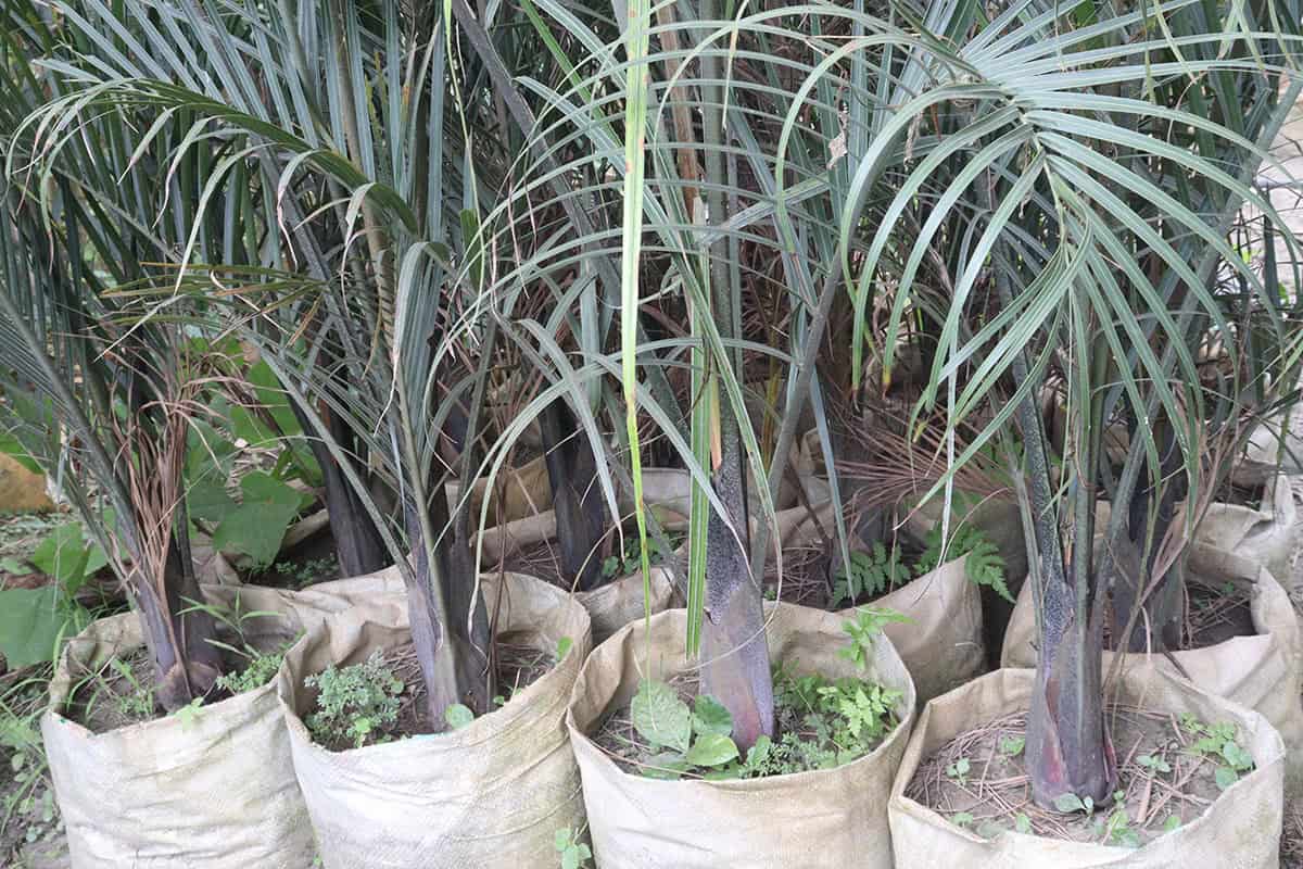 Triangle Palm (Dypsis decaryi)