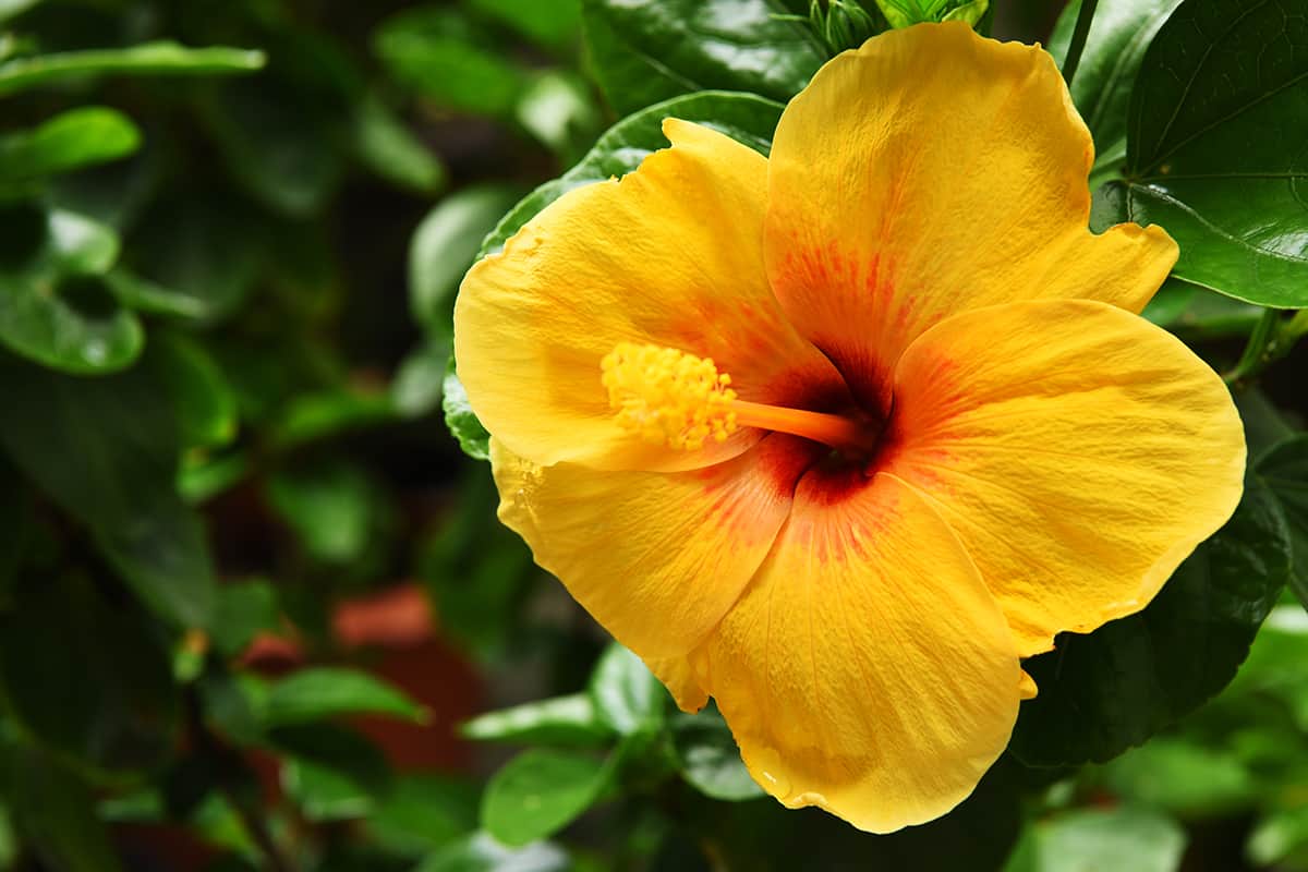 Tropical Hibiscus