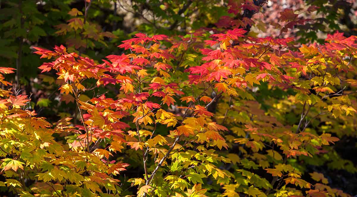 Vine Maple