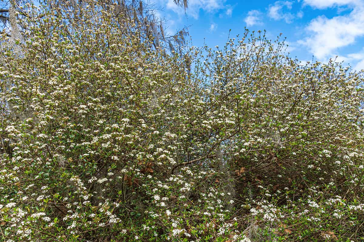 Walter’s Viburnum