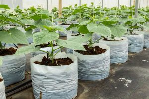 What Size Grow Bag for Cucumbers