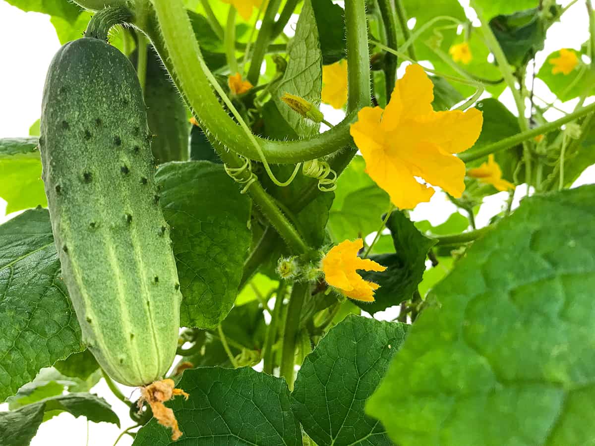 When do Cucumber Plants Flower