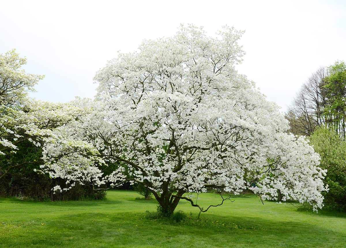 White Dogwood