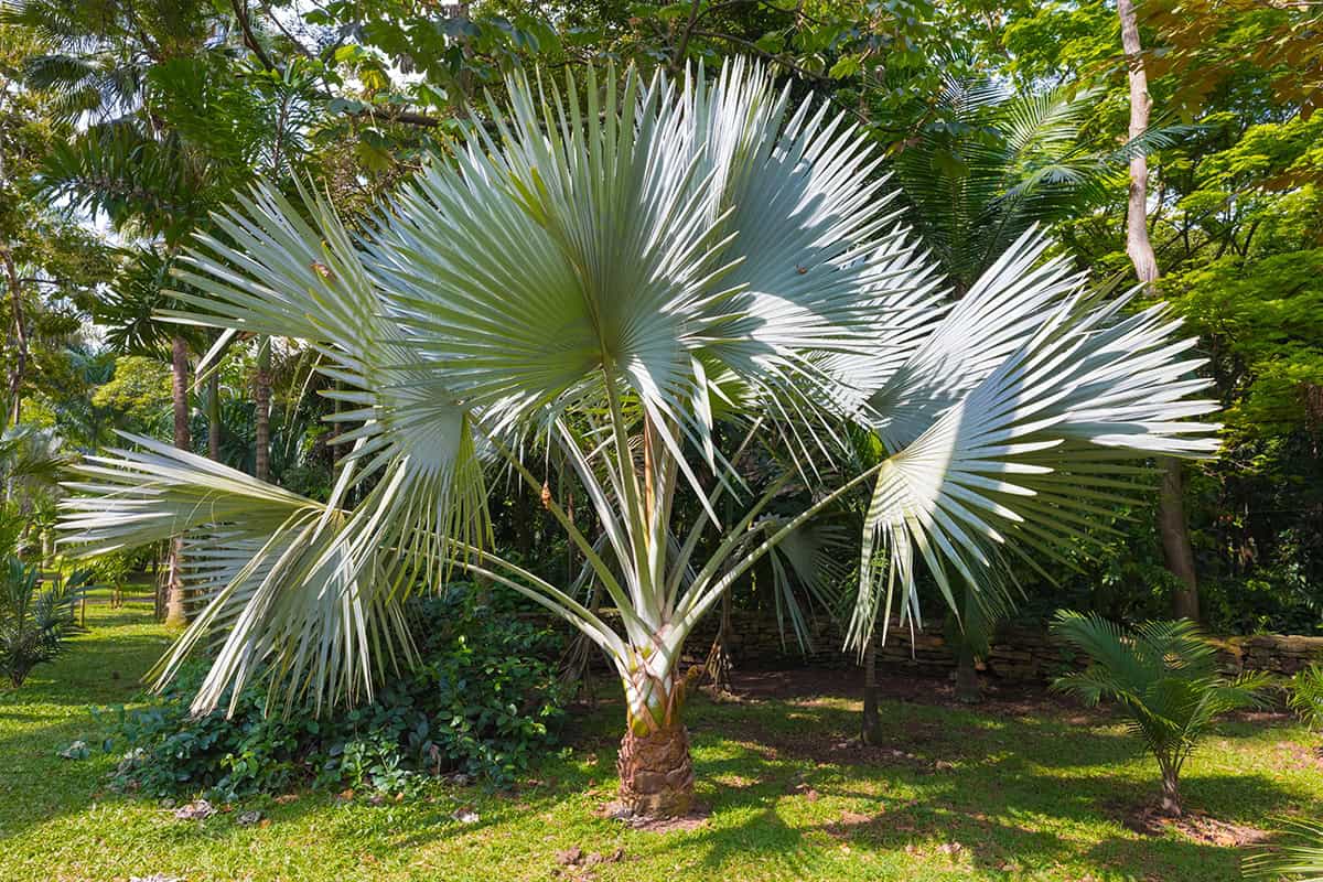 Windmill Palm (Trachycarpus fortunei)