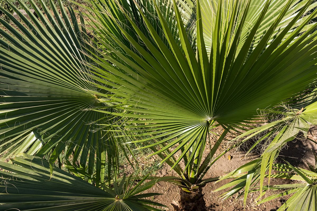 Windmill Palm (Trachycarpus fortunei)