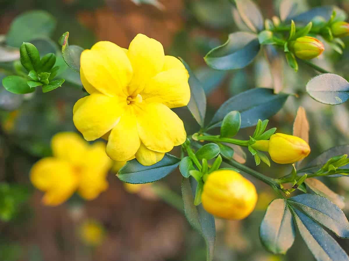 Winter Jasmine