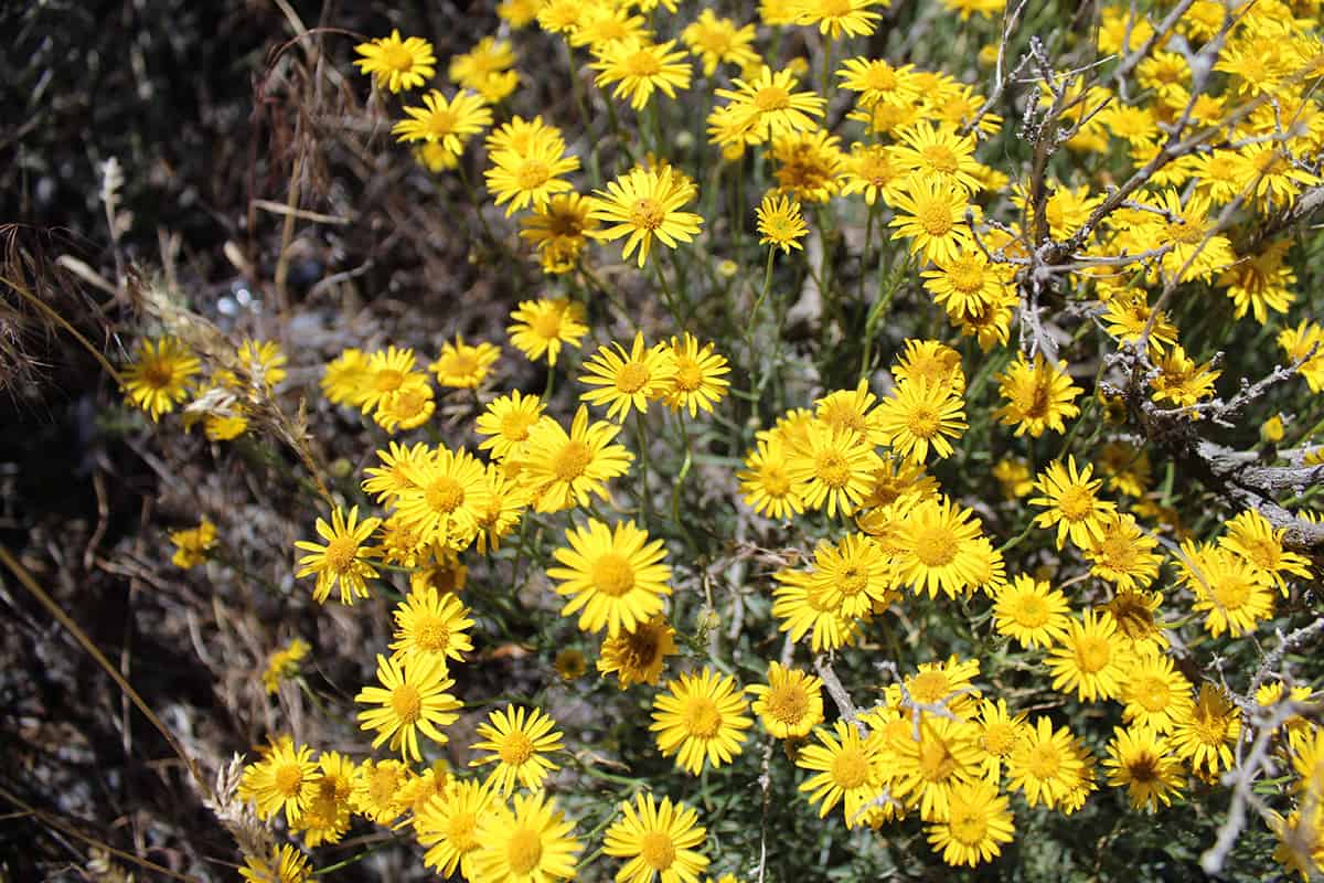 Yellow Rabbitbrush