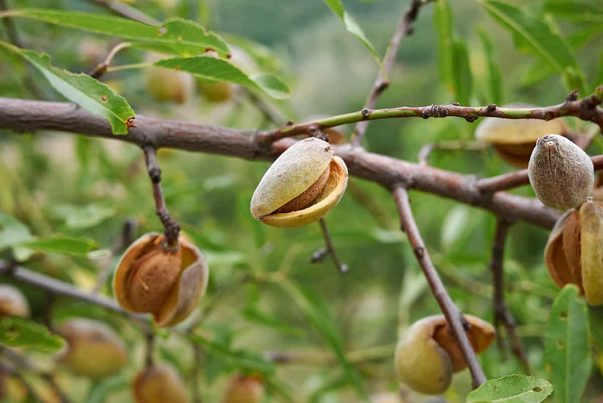 Almond Tree