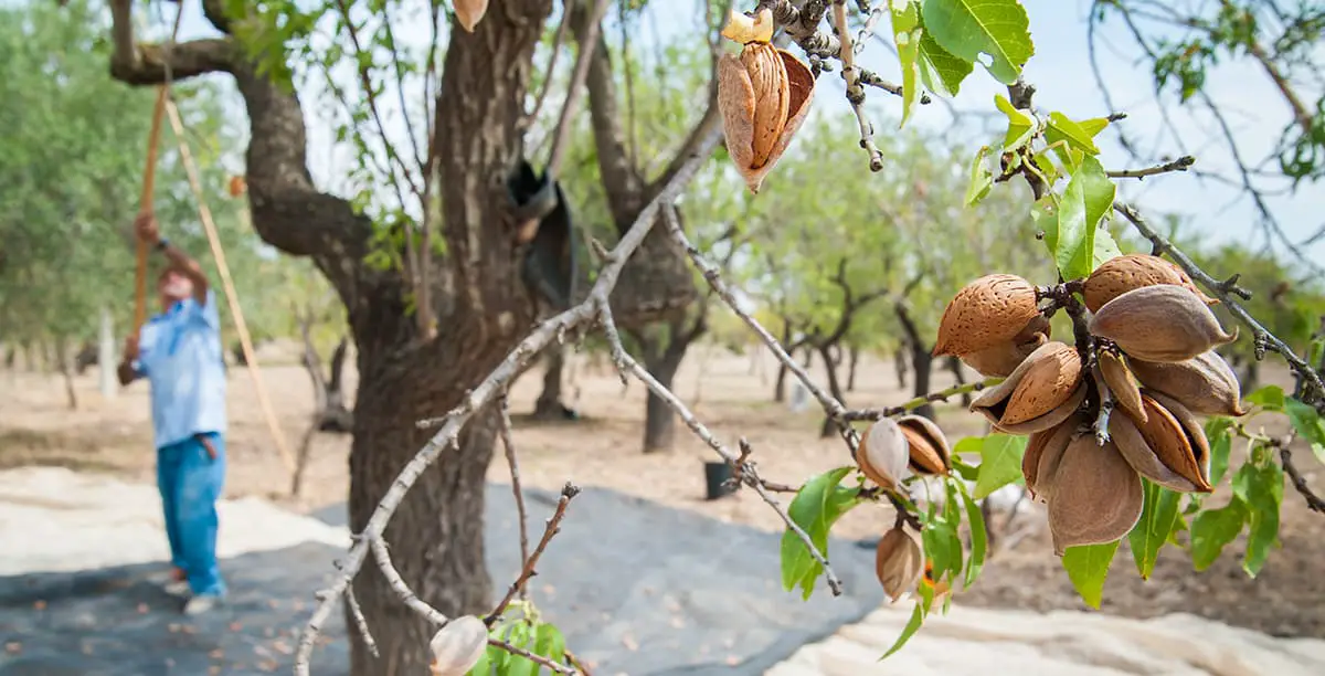 Almond Tree Care