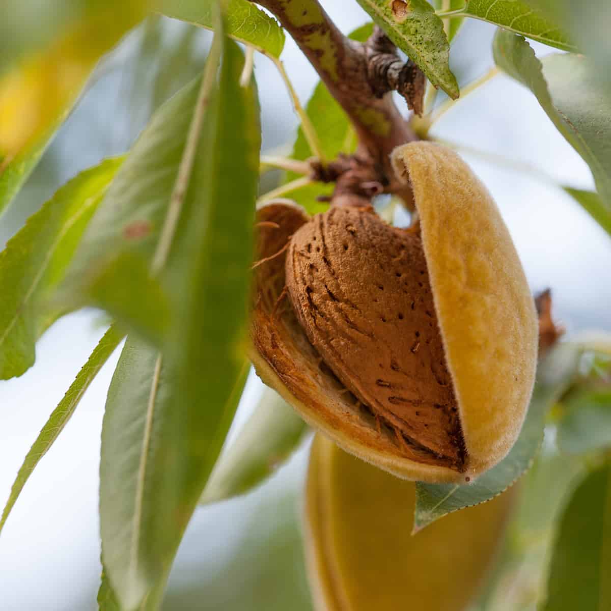 Almond Tree