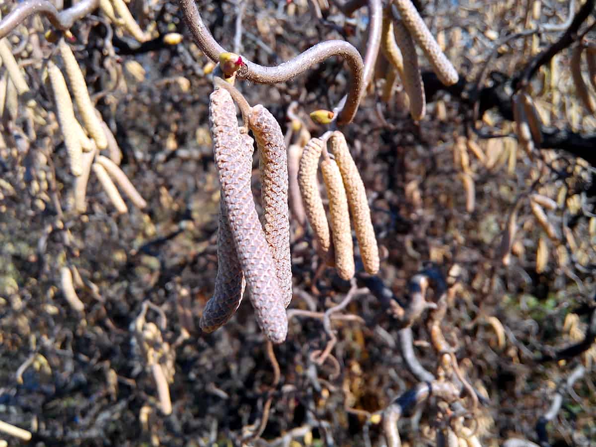 American Hazelnut Tree