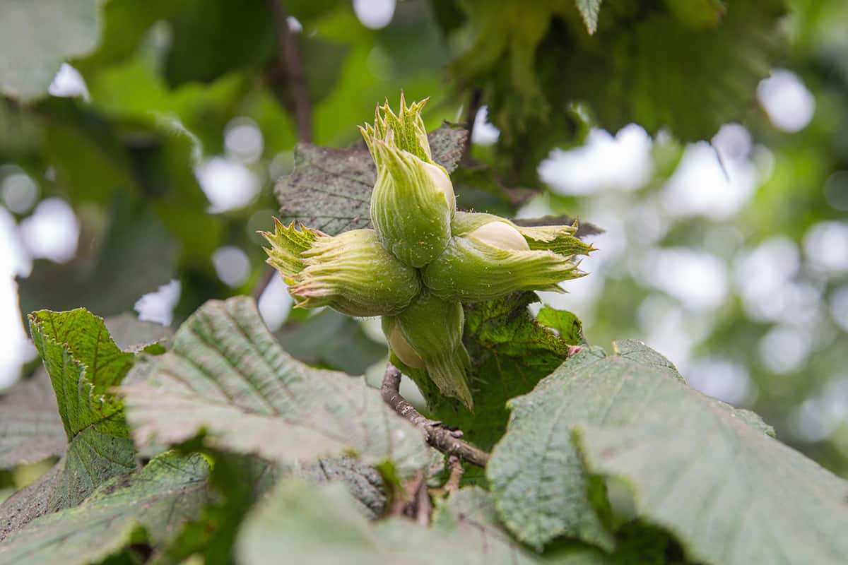 American Hazelnut Tree