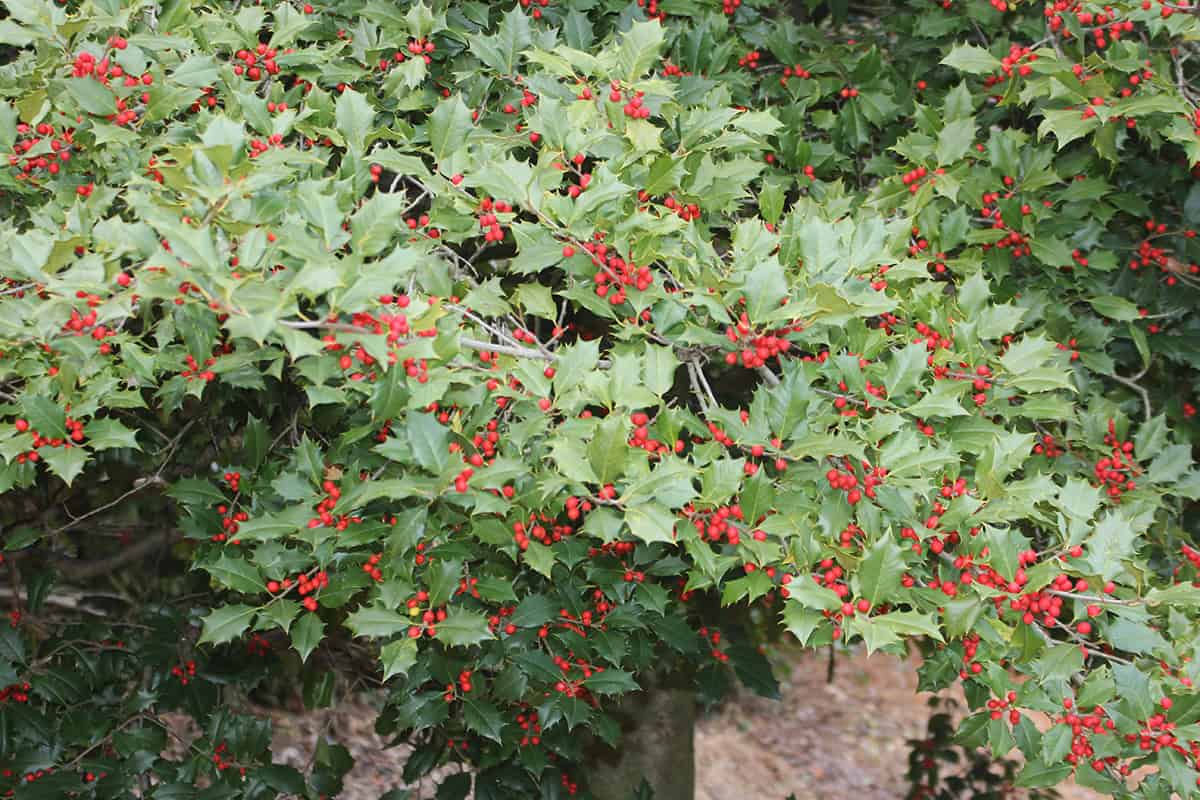 American Holly
