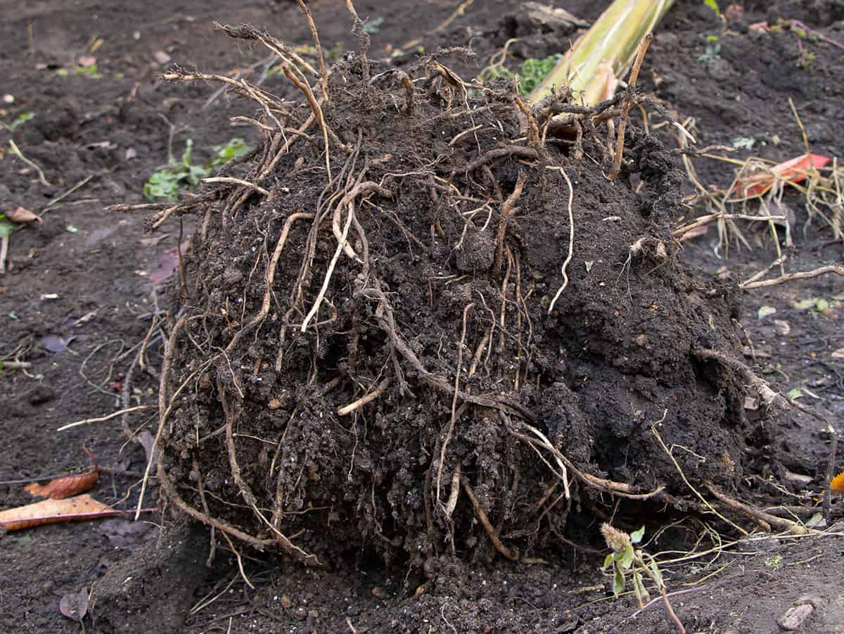 Are Banana Roots Invasive