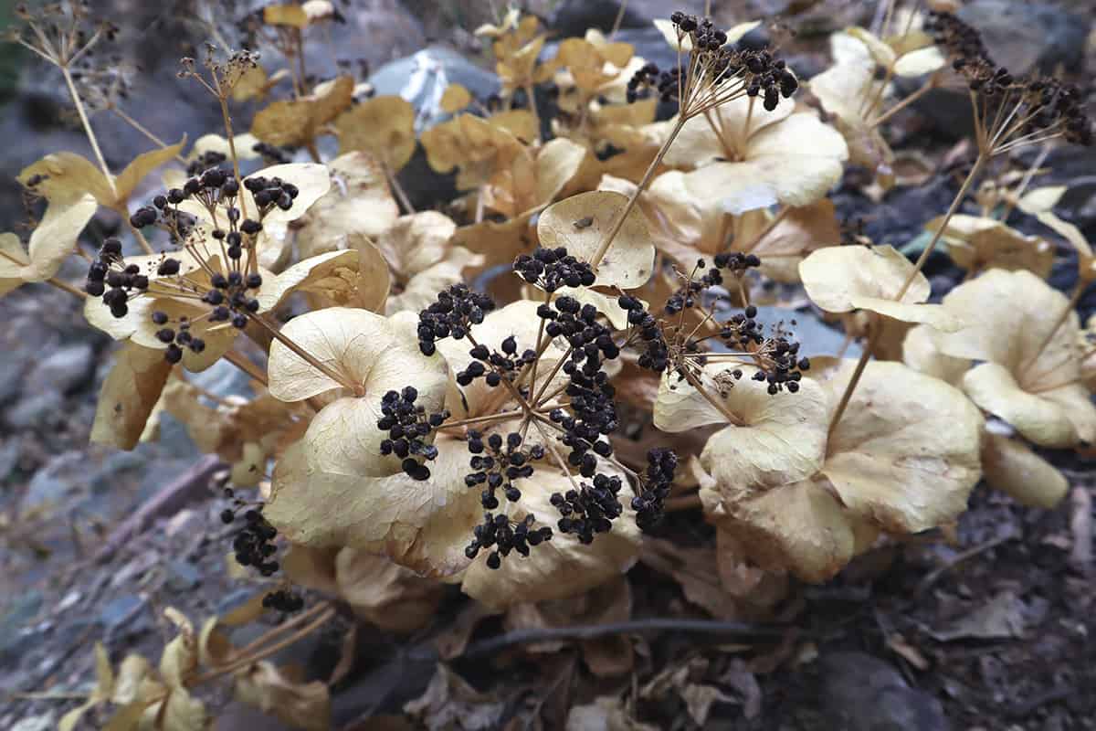 Are Hydrangeas Drought Tolerant