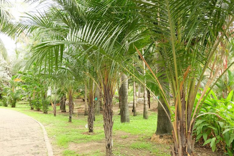 7 Palm Trees that Provide Shade Plantglossary