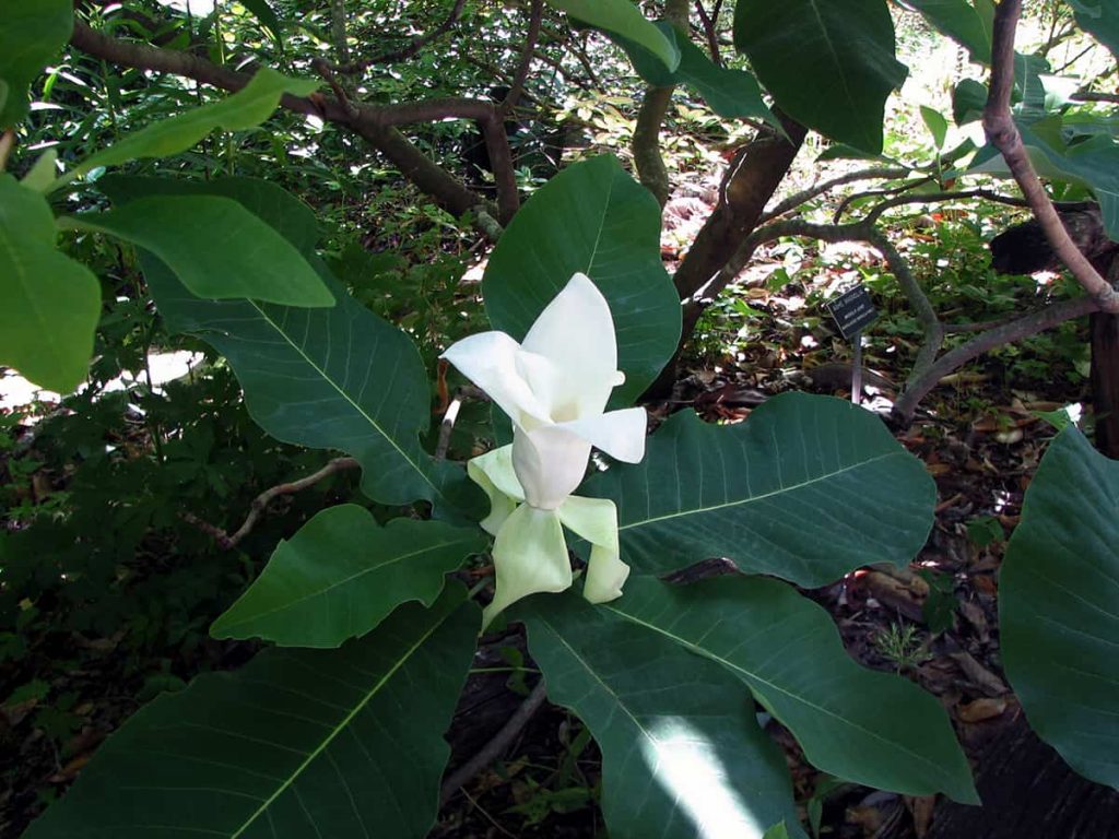 15 Types of Magnolia Trees (Photos Included) Plantglossary