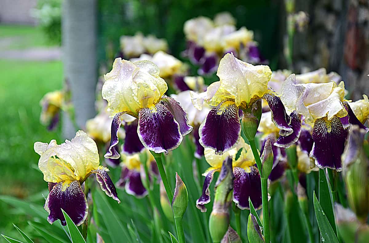 Bearded Iris