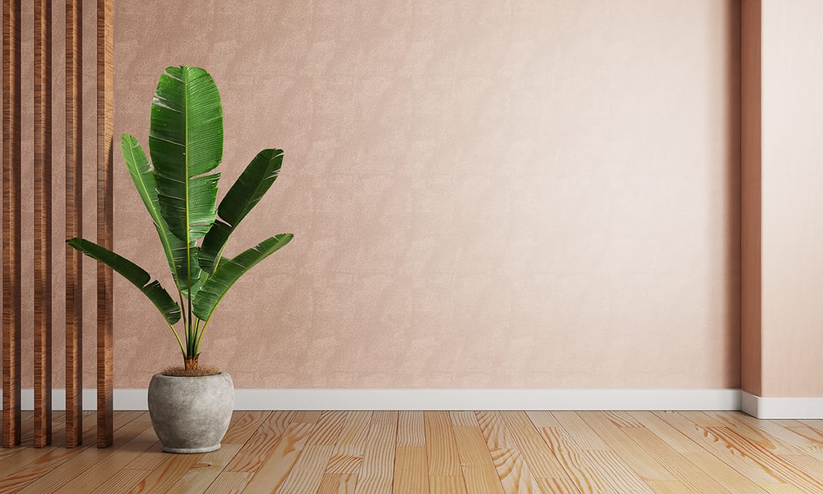 Best Lighting Conditions for Banana Houseplants