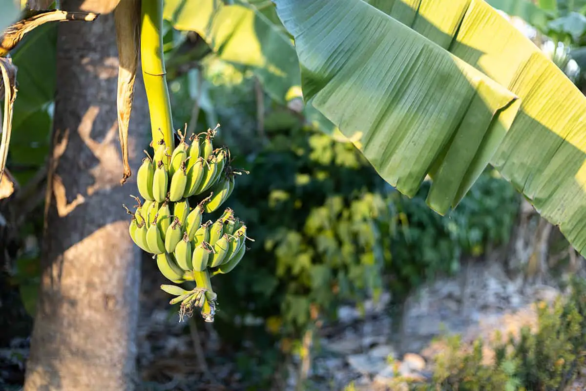 Best Lighting Conditions for Fruiting Banana Trees