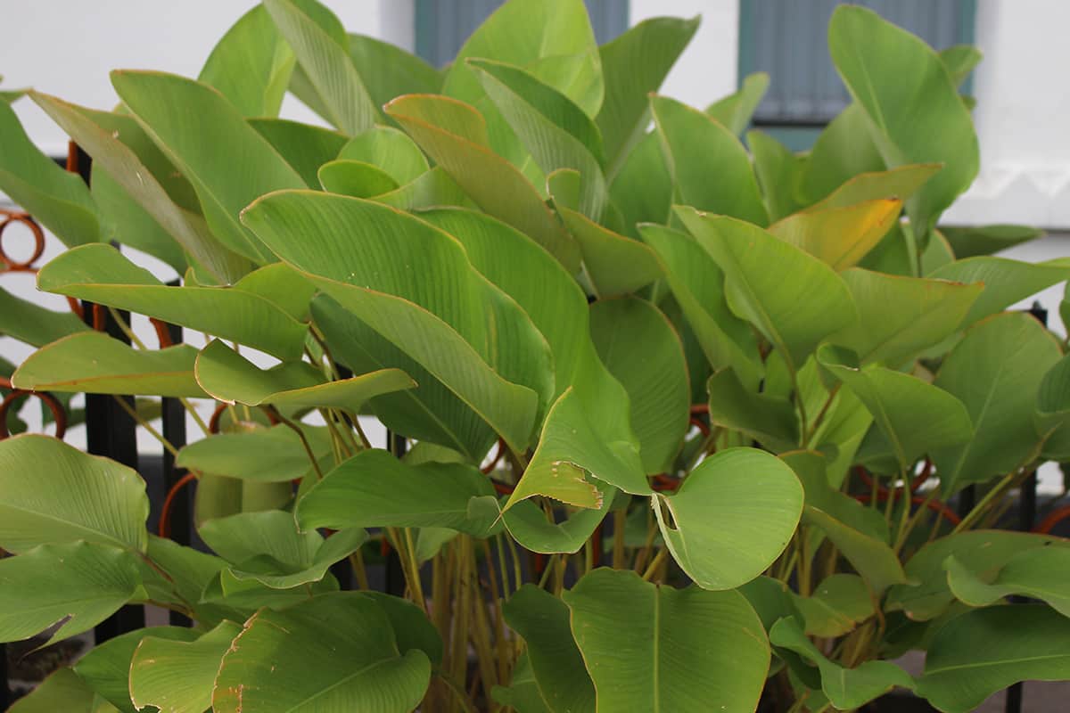 Best Lighting Conditions for Ornamental Banana Trees