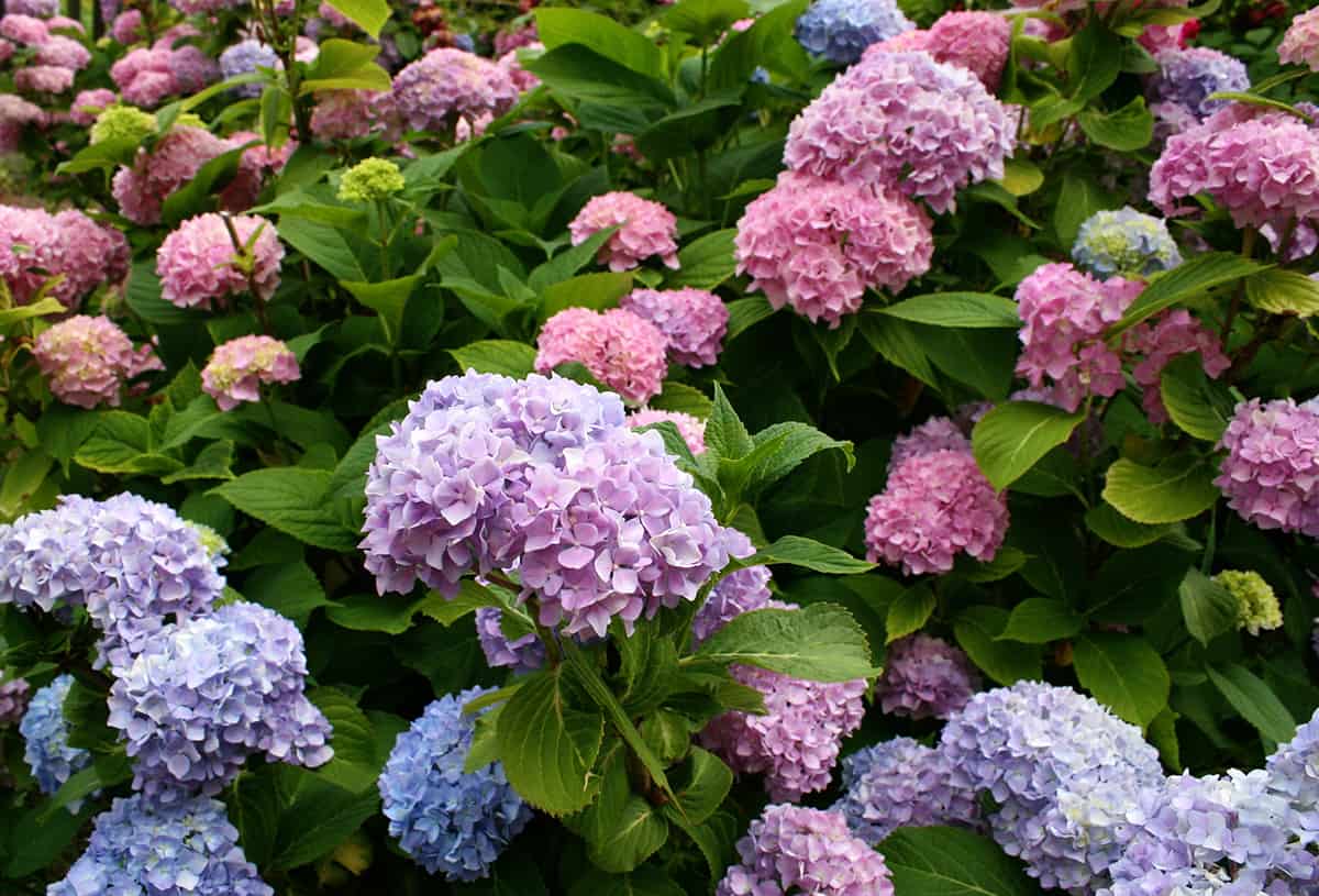 Bigleaf Hydrangea