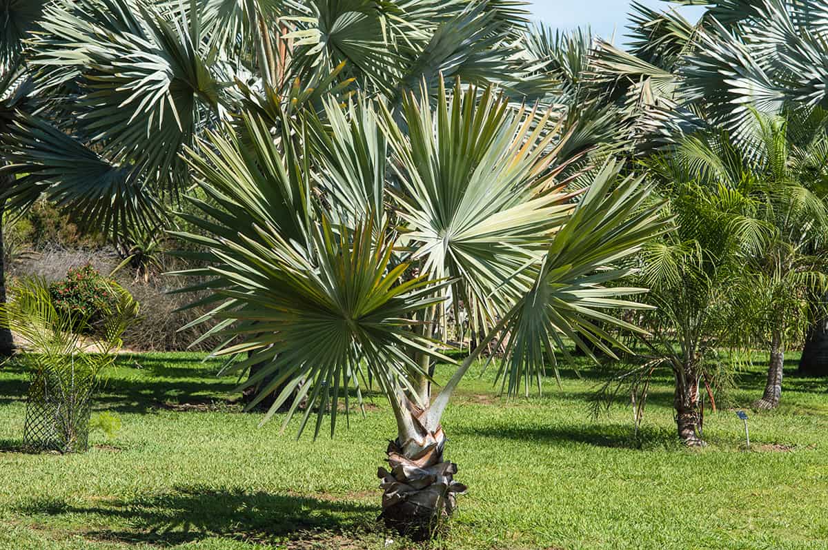 Bismarck Palm