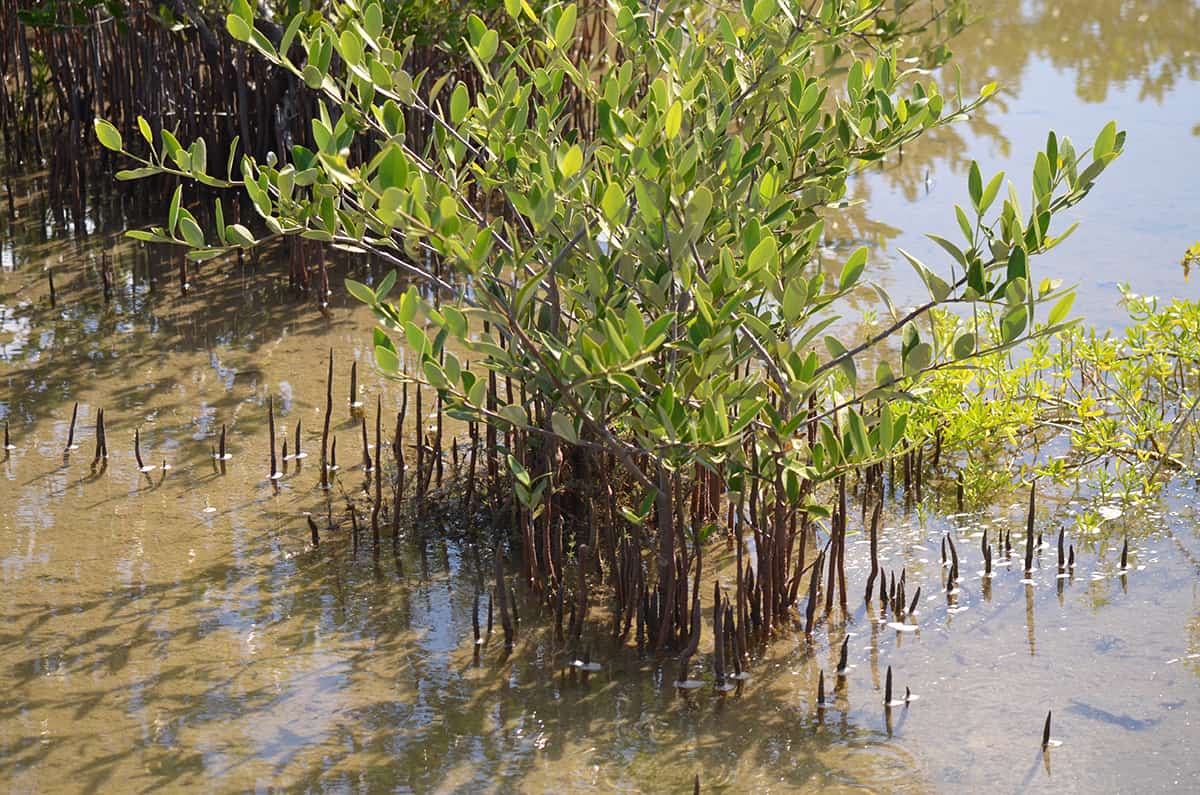 Black Mangrove