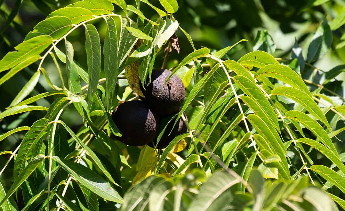 Black Walnut Tree