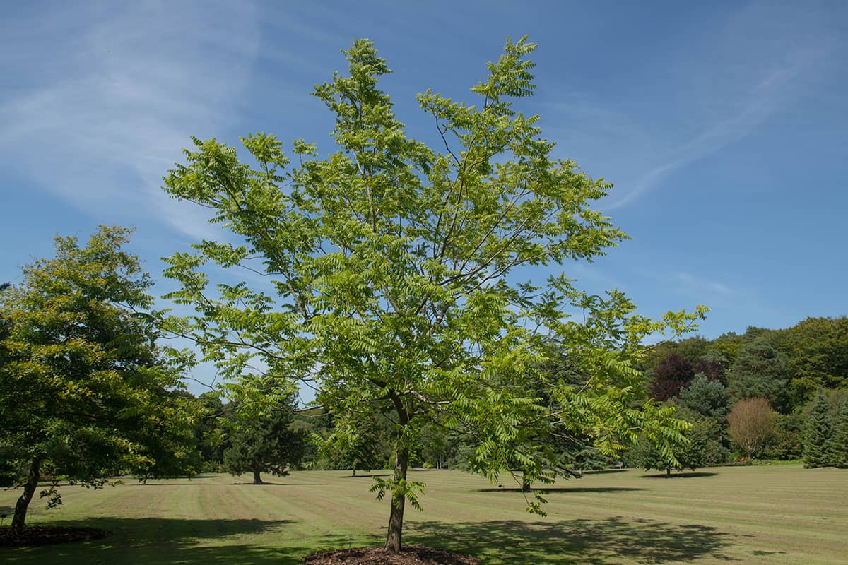 Black Walnut Tree Care