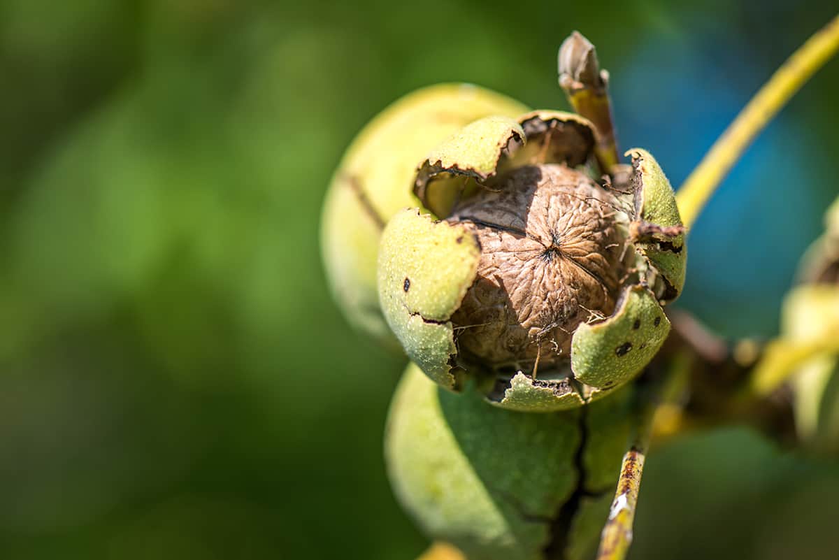 Black Walnut Tree