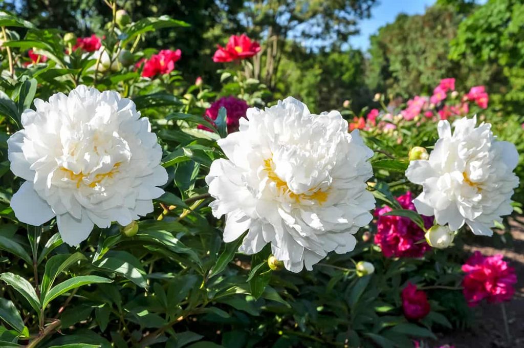 What Colors Do Peonies Come In? Plantglossary