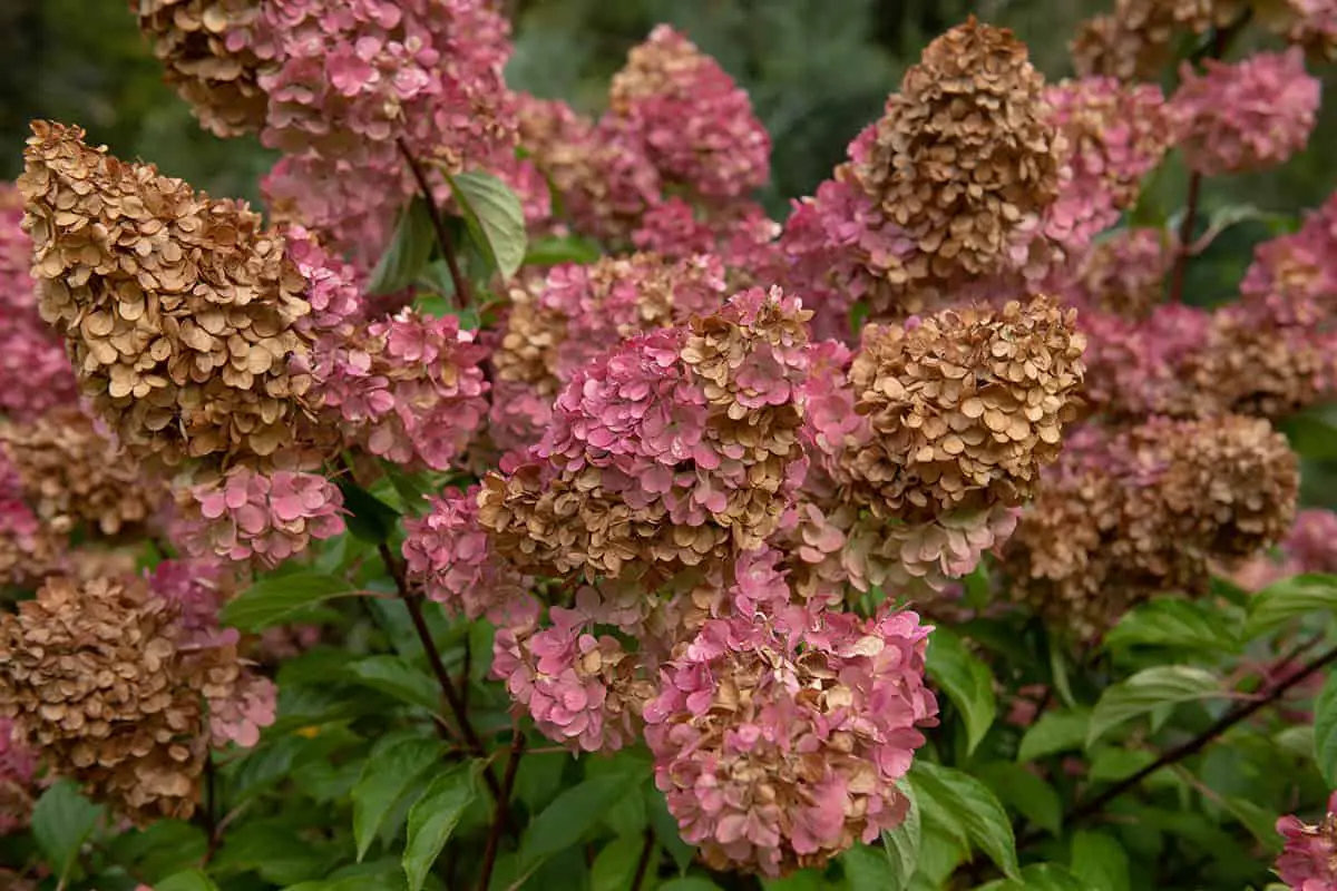 Brown Hydrangea Flowers