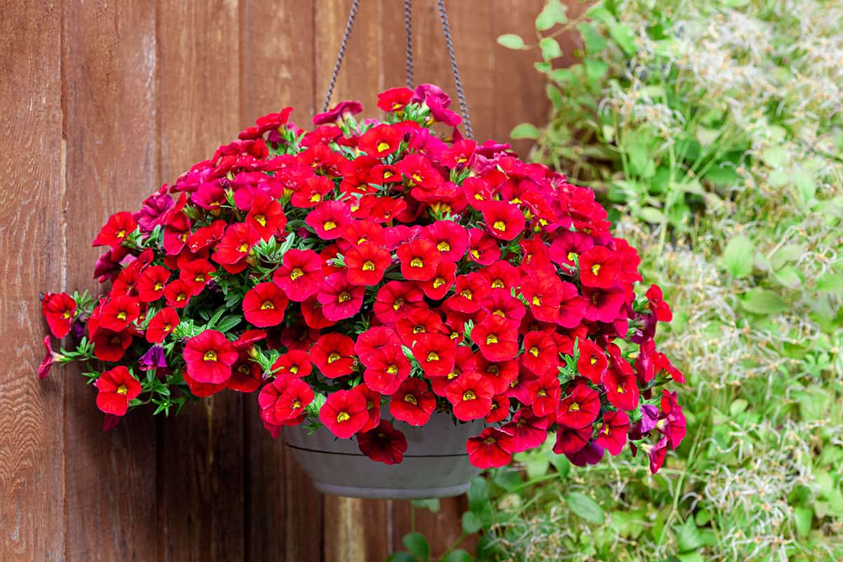 Calibrachoa Red