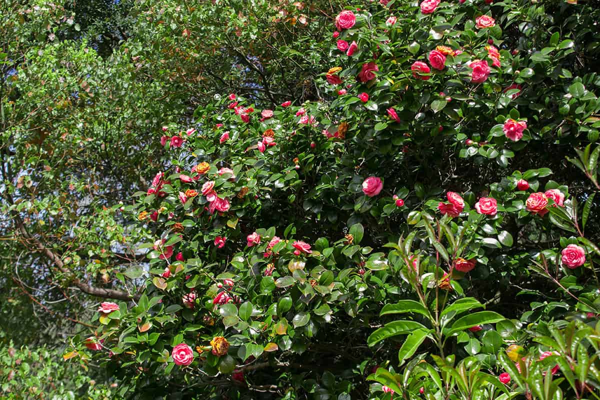 Camellia Japonica