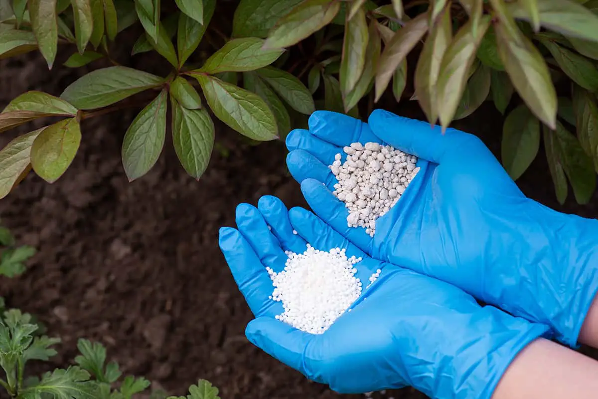 Can Fertilizer Harm Peonies