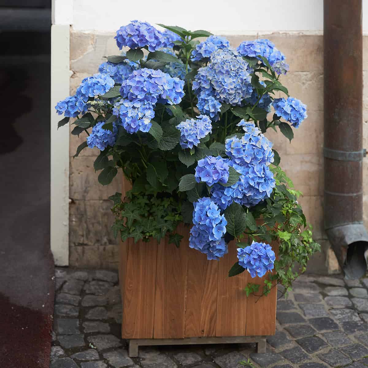 Can Hydrangeas Grow in Containers